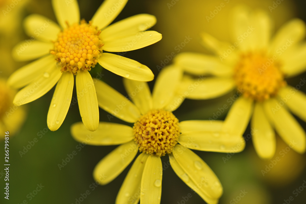 Wildflowers closeup. Chamomile bloom. Wildflowers closeup. Chamomile bloom.