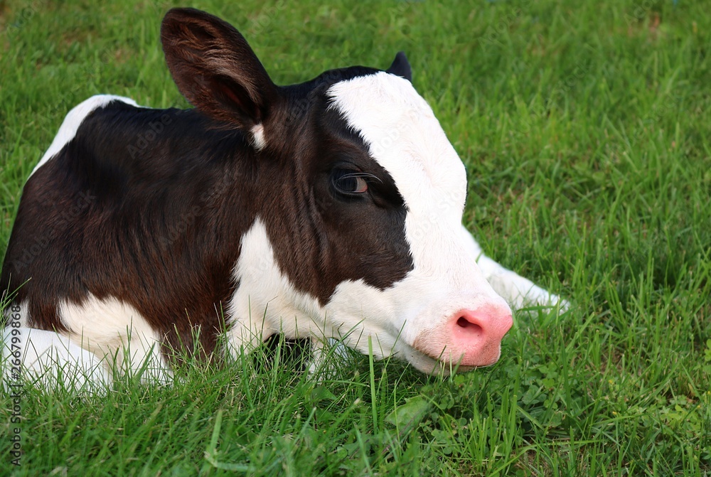 Close-up of face and head of very new black and white Holstein calf laying in the grass looking at the camera on a summer evening Close-up of face and head of very new black and white Holstein calf laying in the grass looking at the camera on a summer evening