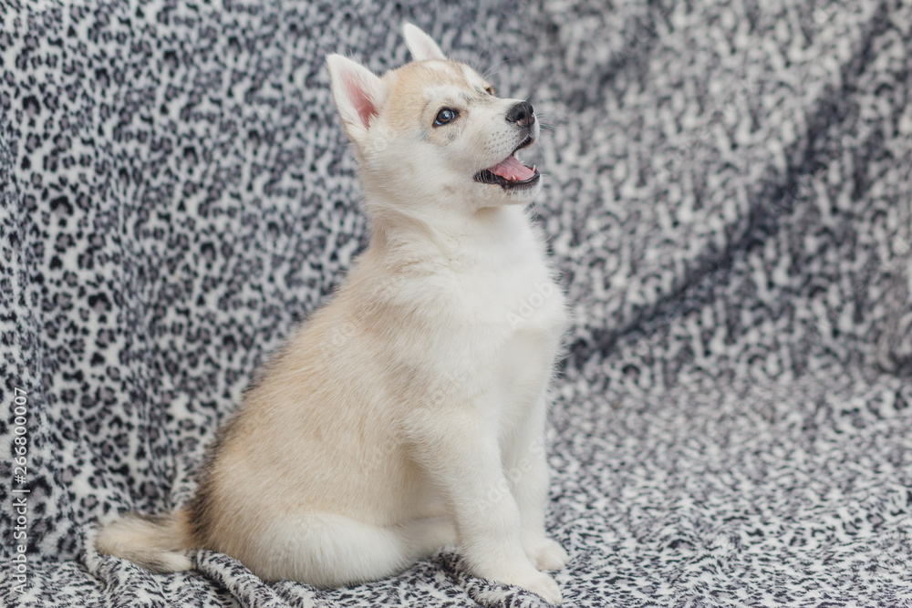 Siberian Husky puppies 2 months old