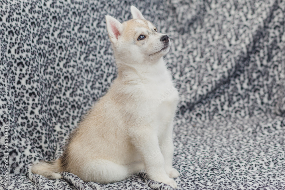 Fototapeta premium Cute Siberian husky puppy beautiful