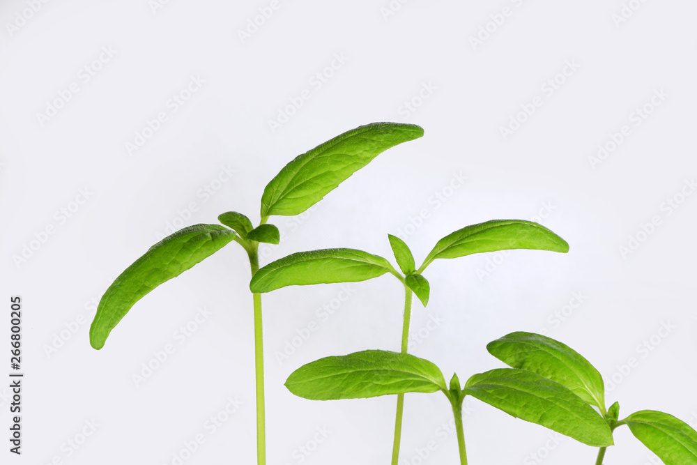 Młoda kiełkująca roślina słonecznika na białym tle. - obrazy, fototapety, plakaty 