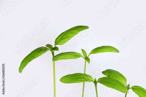 Młoda kiełkująca roślina słonecznika na białym tle.