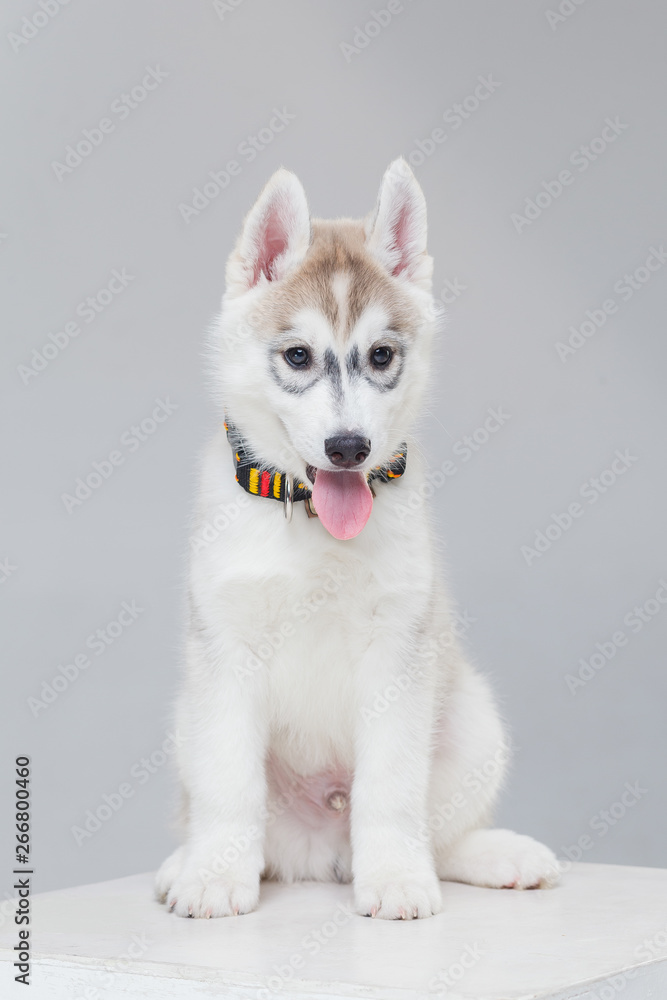 cute Siberian Husky Puppy alone cute Siberian Husky Puppy alone