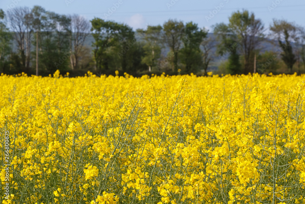 Field of canola with yellow flowers in Brittany during spring Field of canola with yellow flowers in Brittany during spring
