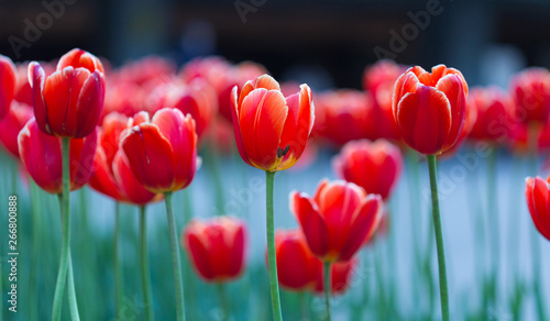 wiosenny-krajobraz-tulipanow-w-parku