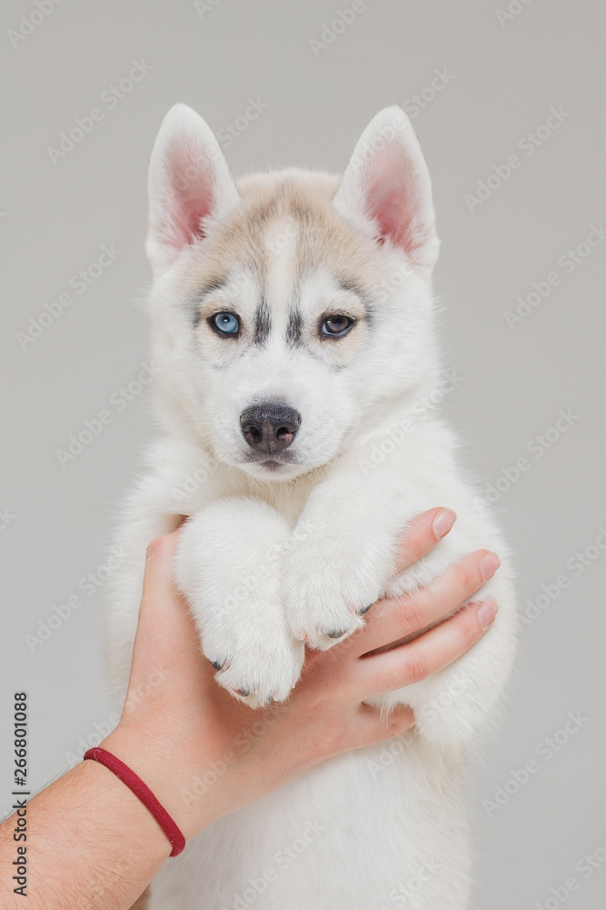 Siberian Husky Puppy 2 month old
