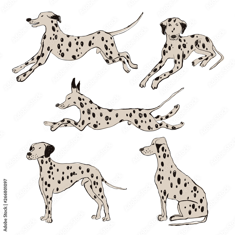 Obraz premium Collection Of Dalmatian Dog Icons