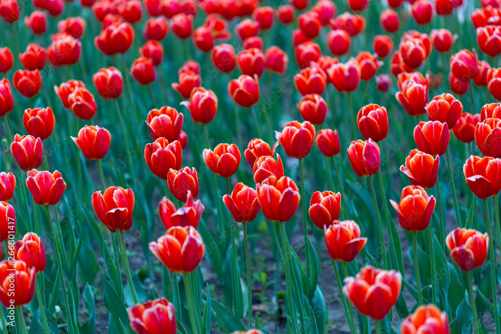 Fototapeta premium Group of red tulips in the park. Spring landscape