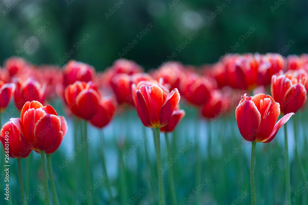 Obraz premium Group of red tulips in the park. Spring landscape