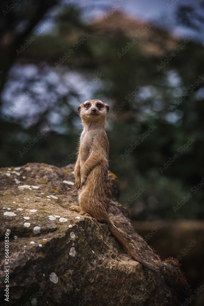 Fototapeta premium mmerkat on the stone in the forest