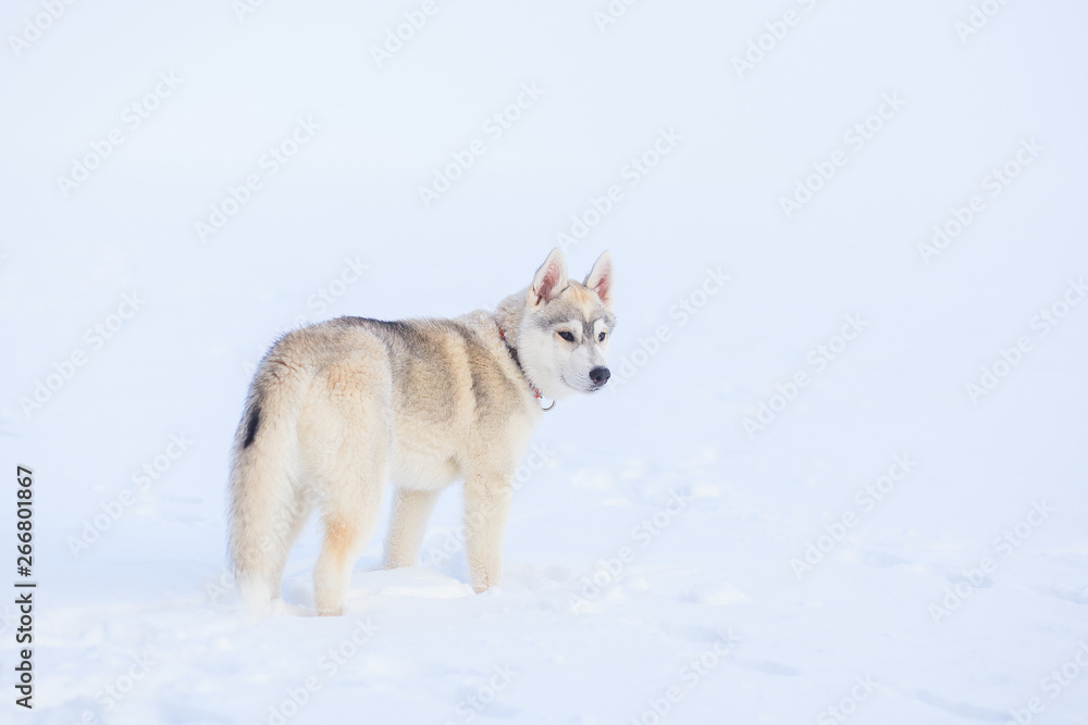 siberian husky in snow winter siberian husky in snow winter