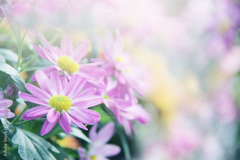 Beautiful nature close up cosmos flowers background in spring.