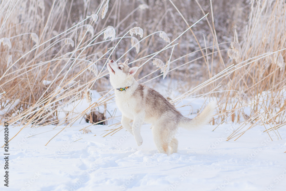 Fototapeta premium puppies playing in the snow husky