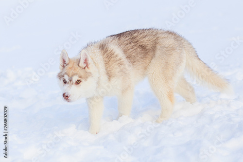 siberian husky winter playing in snow