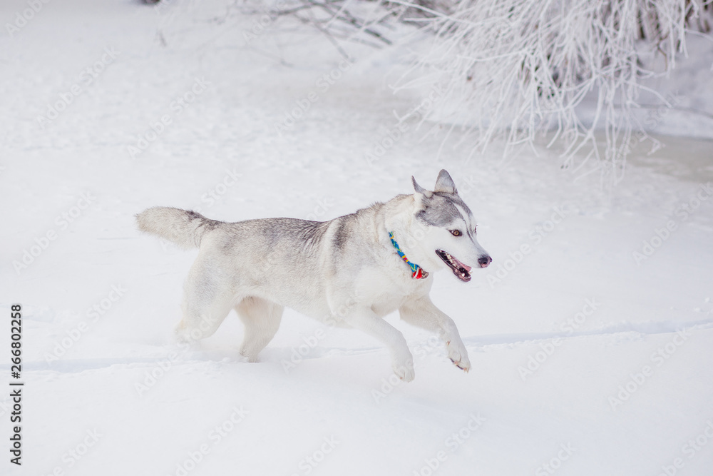 Naklejka premium siberian husky in snow winter