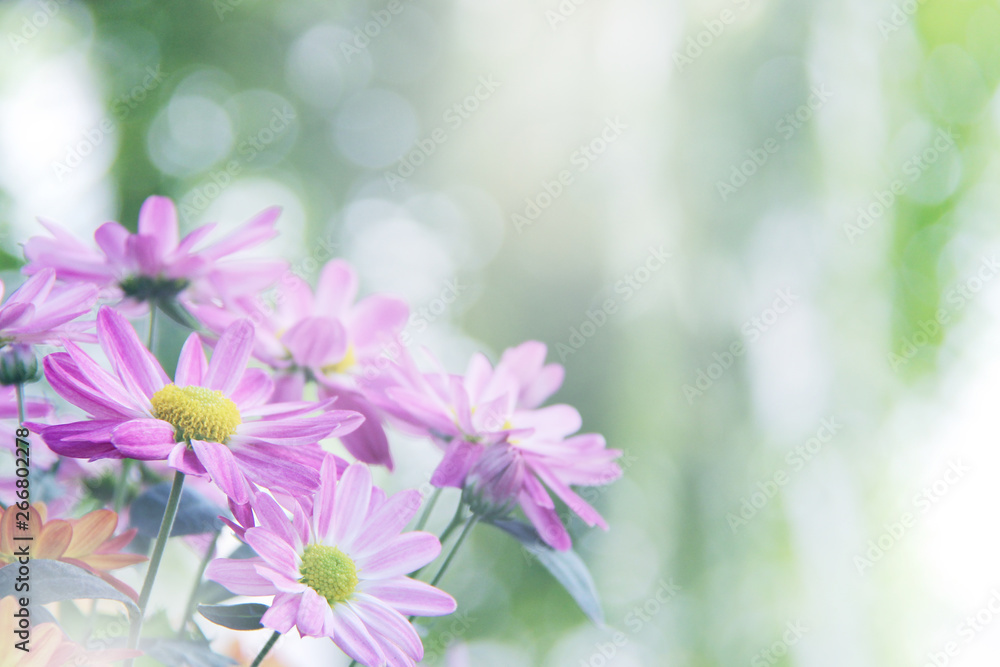 Beautiful nature close up cosmos flowers background in spring.