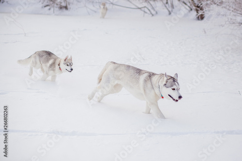 siberian husky winter playing in snow