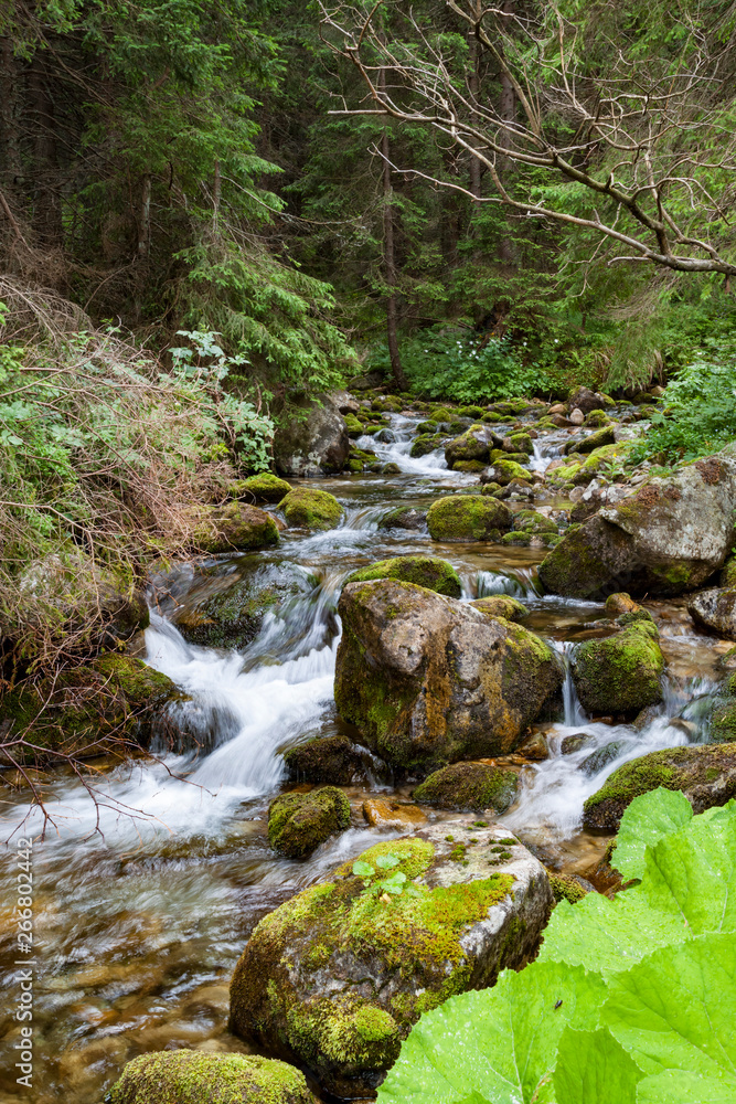 Forest mountain river. Mountain Creek. Tatras Forest mountain river. Mountain Creek. Tatras