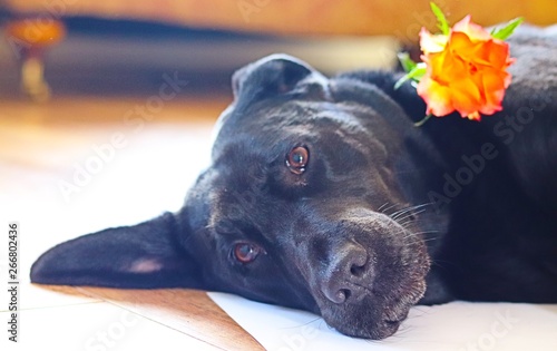 Chilled out Labrador with rose