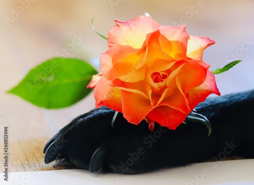 Orange rose on a dogs paw