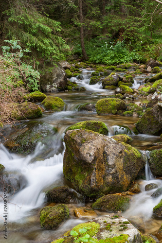 Forest mountain river. Mountain Creek. Tatras