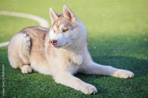 playing with siberian husky outdoor © lobodaphoto