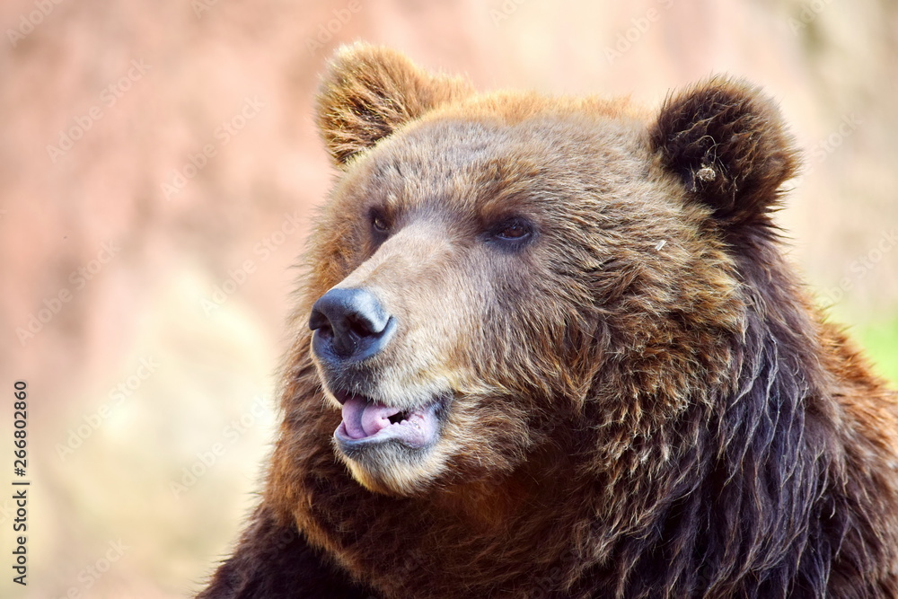 Fototapeta premium Brown Bear Ursus Arctos Beringianus Head Closeup Portrait 