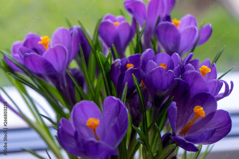 purple crocus at the window