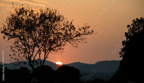 tree in sunset © arturo