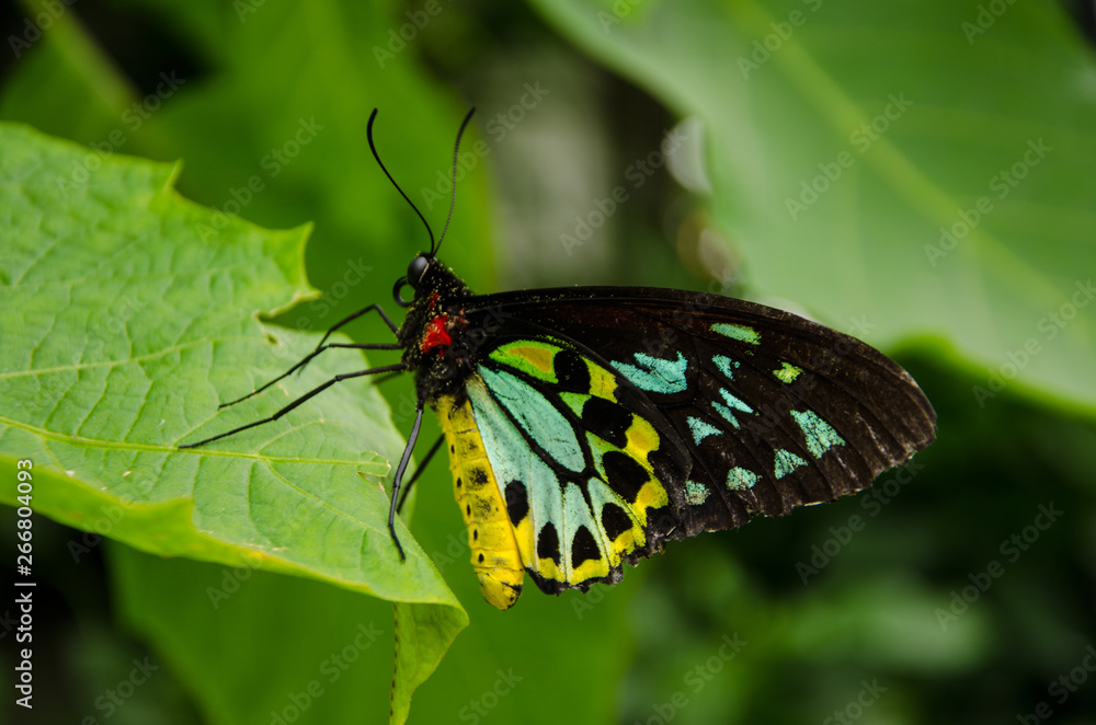 Moth butterfly on a leaf close up Moth butterfly on a leaf close up
