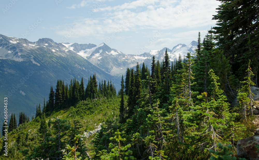 breathtaking Mountainside with trees