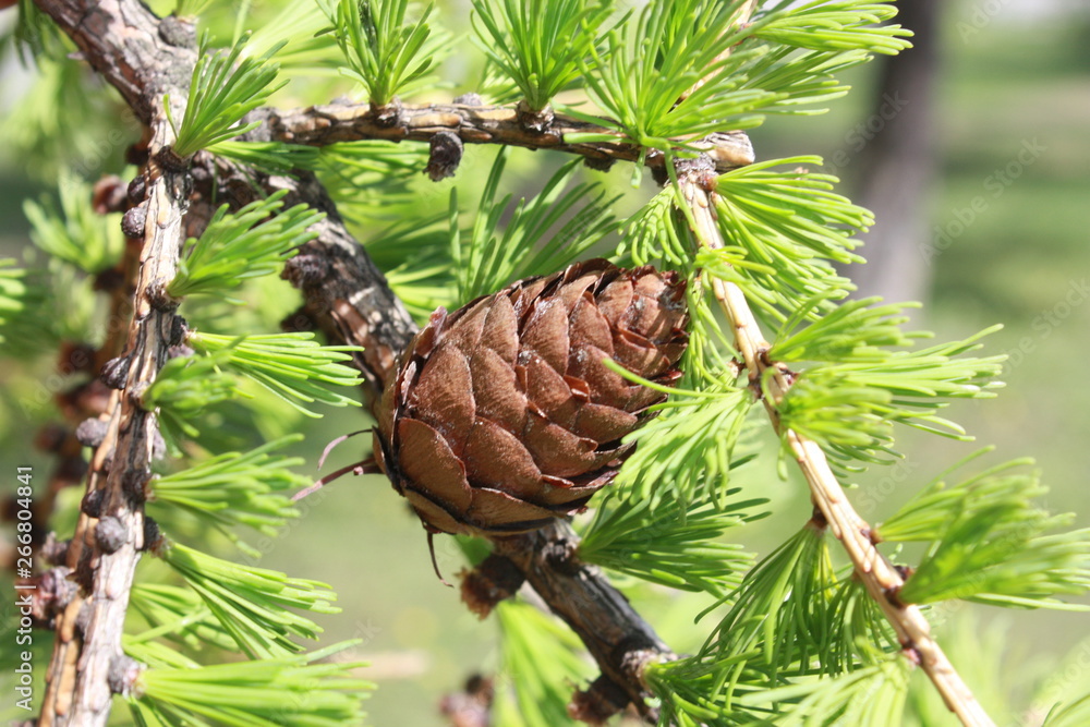 young leaves and buds of larch trees in the city Park 