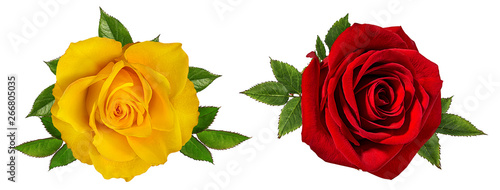 Fresh beautiful rose isolated on white background with clipping path