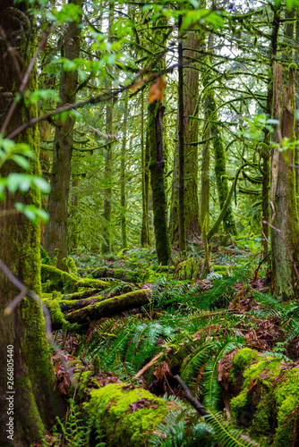 Lush Green forest