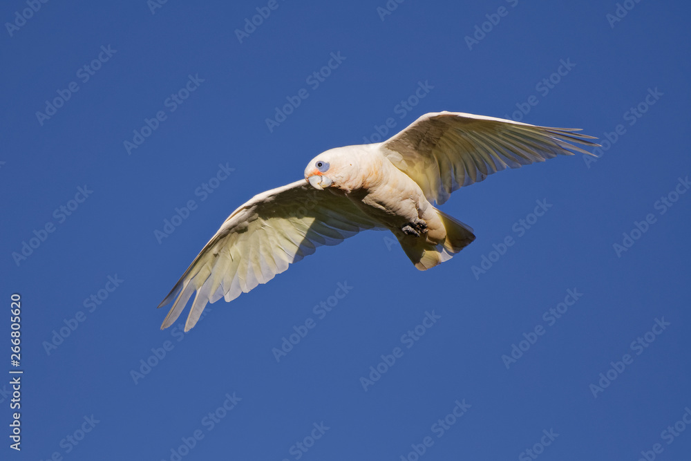 Obraz premium Little Corella - Cacatua sanguinea bird - feeding on the branch near Melbourne, Australia