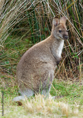 Bennett s wallaby - Macropus rufogriseus  also red-necked wallaby  medium-sized macropod marsupial  common in eastern Australia  Tasmania