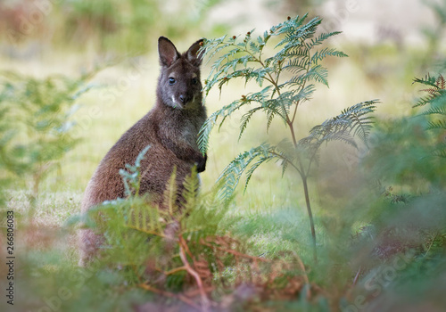 Bennett's wallaby - Macropus rufogriseus, also red-necked wallaby, medium-sized macropod marsupial, common in eastern Australia, Tasmania photo