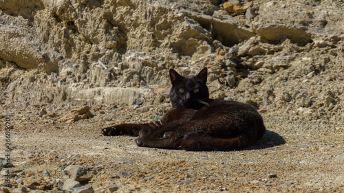 Gato negro descansando
