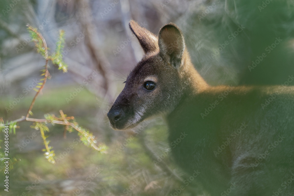 Fototapeta premium Bennett's wallaby - Macropus rufogriseus, also red-necked wallaby, medium-sized macropod marsupial, common in eastern Australia, Tasmania