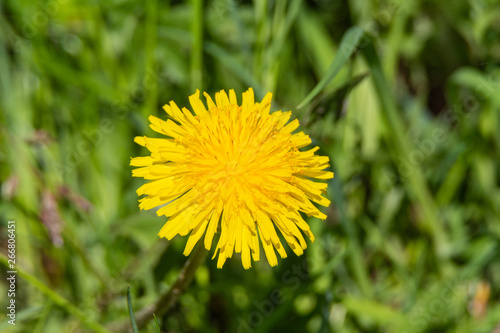 Taraxacum 