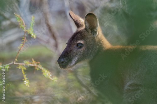 Fototapeta Naklejka Na Ścianę i Meble -  Bennett's wallaby - Macropus rufogriseus, also red-necked wallaby, medium-sized macropod marsupial, common in eastern Australia, Tasmania