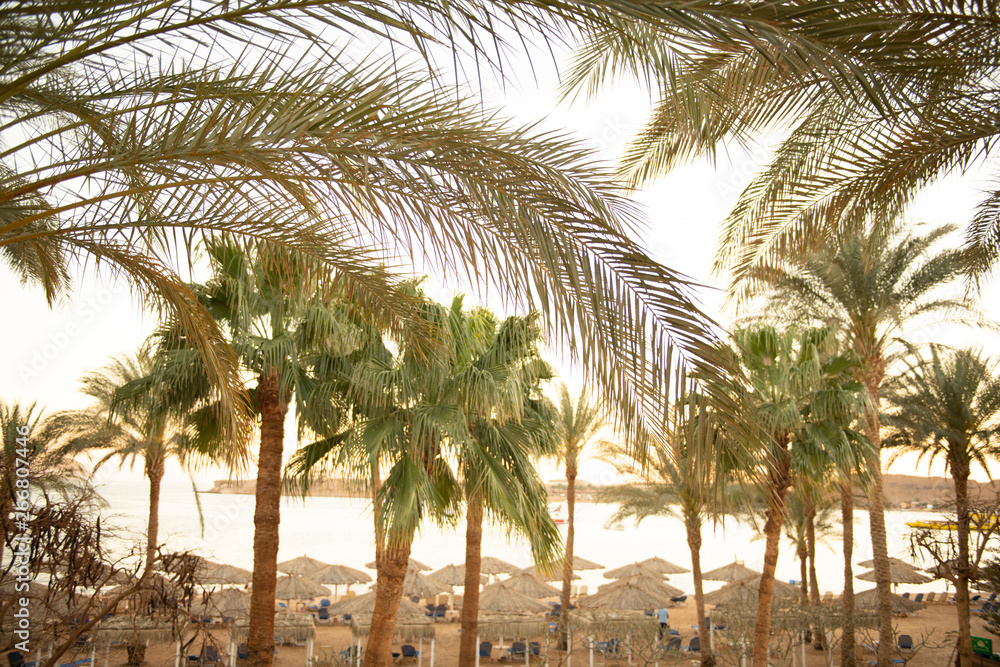 green palm trees view near ocean