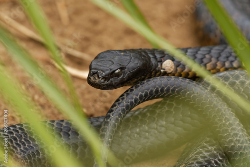 Tiger snake - Notechis scutatus highly venomous snake species found in Australia, Tasmania. These snakes are highly variable in their colour, often banded like those on a tiger photo