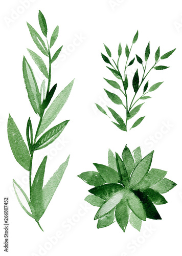 Set of green leaves  herbs and branches. Floral design elements for wedding invitations  greeting cards  blogs  posters.