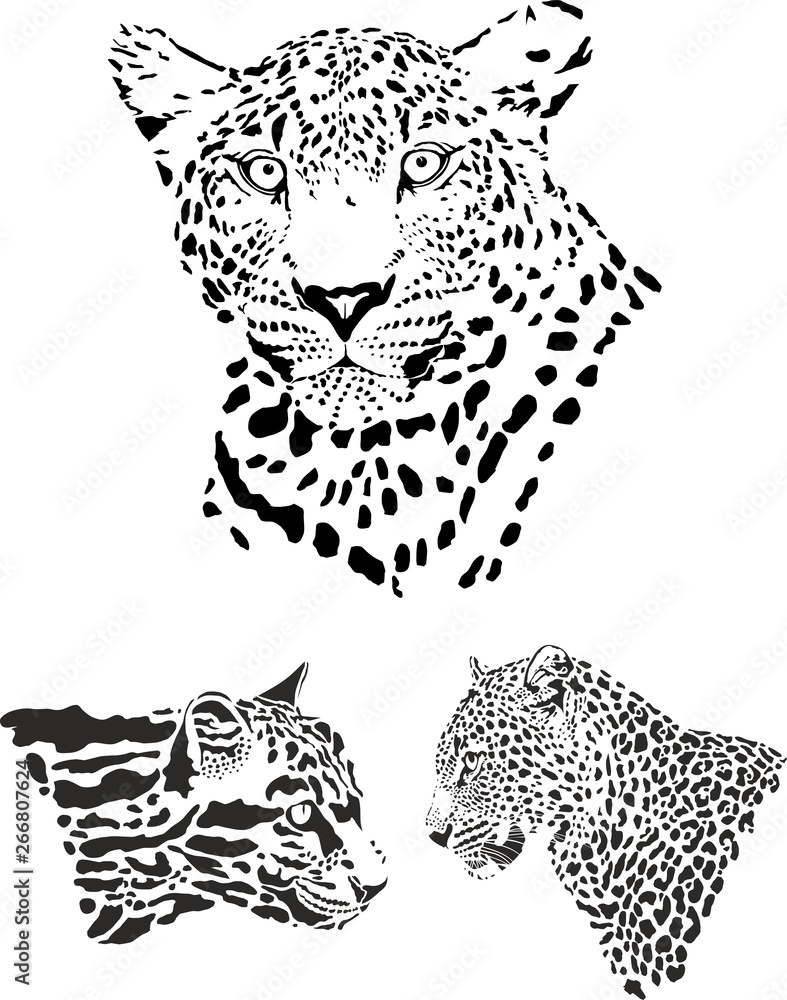 leopard, africa, animals, backgrounds, big cat, black, camouflage,  carnivore, drawing, design, cloud leopard, feline, heads, hunting, mammal,  nature, pattern, power, predator, safari, speed, strength, Stock Vector |  Adobe Stock