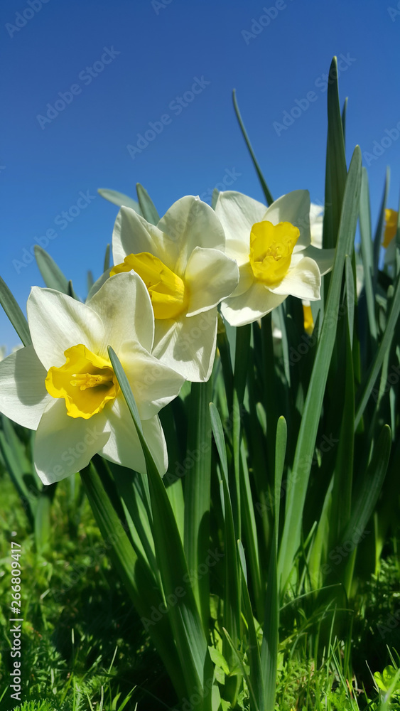 Beautiful fresh Daffodil flowers (Narcissus) Beautiful fresh Daffodil flowers (Narcissus)