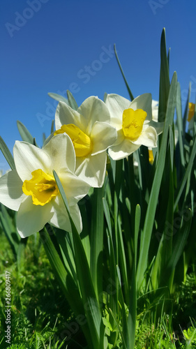 Beautiful fresh Daffodil flowers (Narcissus)