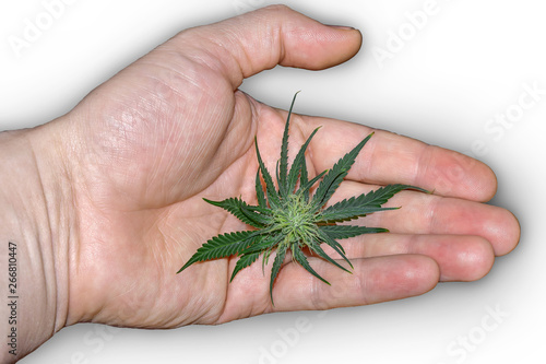 leaf of cannabis marijuana hemp in hand arm on palm on isolated white background for smoking a drug for recreational and medical purposes