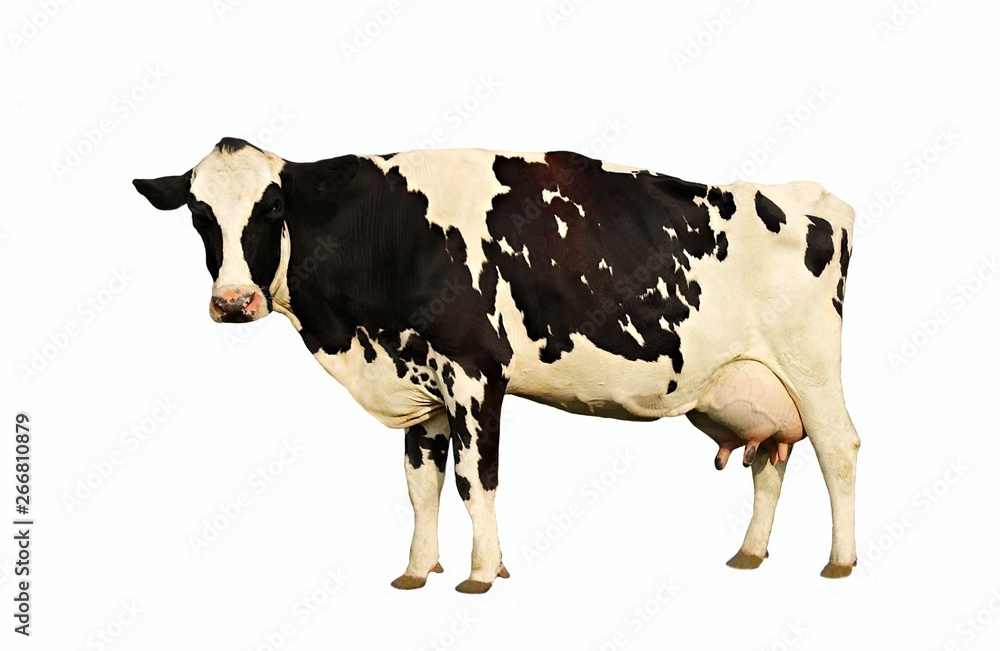 Holstein cow standing looking at camera isolated on white