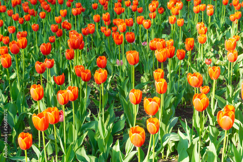 Holland tulips in spring season. Field with tulips in the Netherlands.